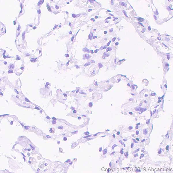 Immunohistochemistry (Formalin/PFA-fixed paraffin-embedded sections) - Anti-OTP antibody [EPR22178-17] - BSA and Azide free (AB256826)