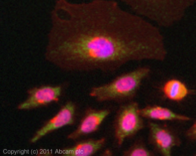 Immunocytochemistry/ Immunofluorescence - Anti-OTUB1 antibody (AB101471)