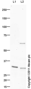 Western blot - Anti-OTUB1 antibody (AB101471)