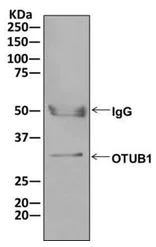 Immunoprecipitation - Anti-OTUB1 antibody [EPR13028(B)] (AB175200)