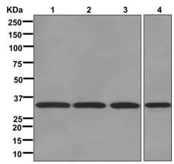 Western blot - Anti-OTUB1 antibody [EPR13028(B)] (AB175200)