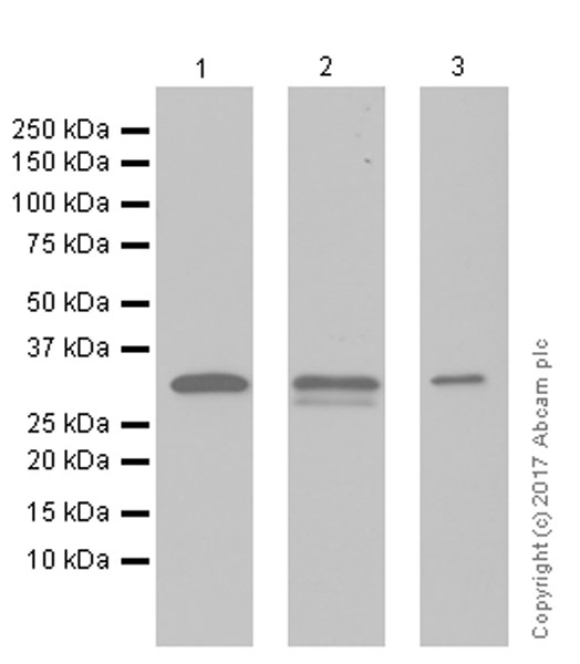 Western blot - Anti-OTUB1 antibody [EPR13028(B)] (AB175200), expandable thumbnail