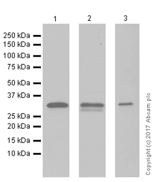 Western blot - Anti-OTUB1 antibody [EPR13028(B)] (AB175200)