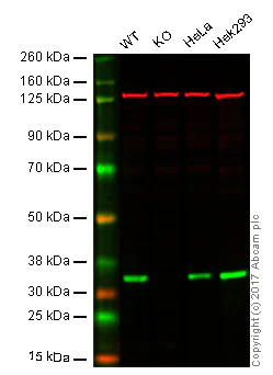 Western blot - Anti-OTUB1 antibody [EPR13028(B)] (AB175200)