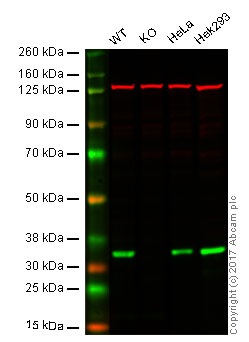 Western blot - Anti-OTUB1 antibody [EPR13028(B)] - BSA and Azide free (AB232581)