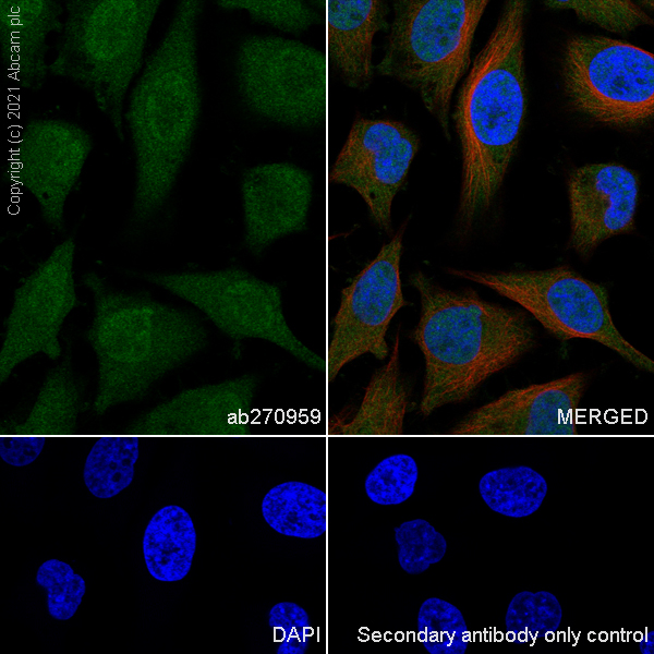 Immunocytochemistry/ Immunofluorescence - Anti-OTUB1 antibody [EPR24917-75] (AB270959), expandable thumbnail