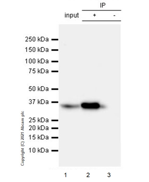 Immunoprecipitation - Anti-OTUB1 antibody [EPR24917-75] (AB270959), expandable thumbnail