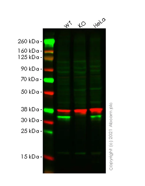 Western blot - Anti-OTUB1 antibody [EPR24917-75] (AB270959)