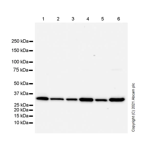 Western blot - Anti-OTUB1 antibody [EPR24917-75] (AB270959)