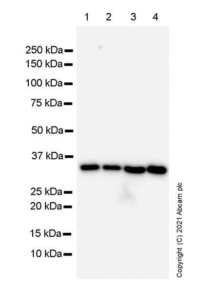 Western blot - Anti-OTUB1 antibody [EPR24917-75] (ab270959), expandable thumbnail