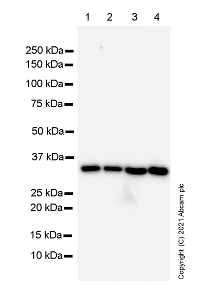 Western blot - Anti-OTUB1 antibody [EPR24917-75] (AB270959)