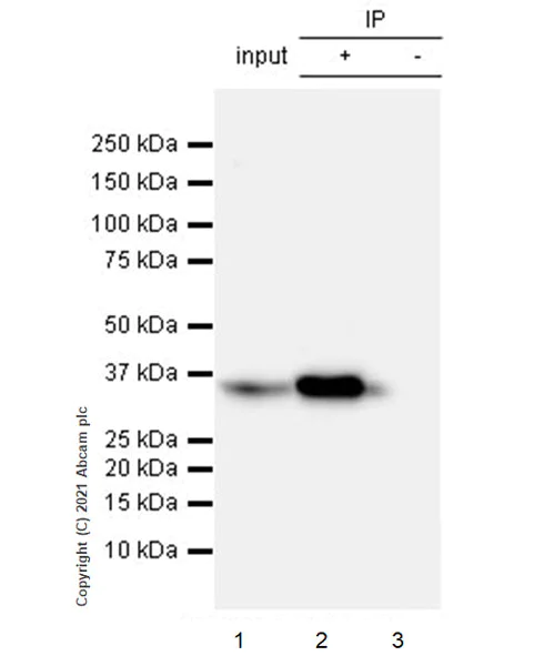 Immunoprecipitation - Anti-OTUB1 antibody [EPR24917-75] - BSA and Azide free (AB283705)