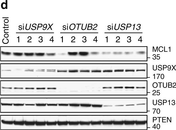 Western blot - Anti-OTUB2 antibody (AB74371)