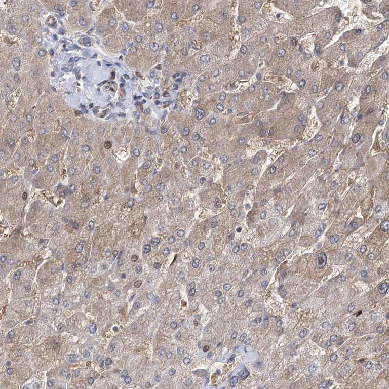 Immunohistochemistry (Formalin/PFA-fixed paraffin-embedded sections) - Anti-OTUD1 antibody (AB122481)