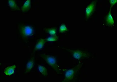 Immunocytochemistry/ Immunofluorescence - Anti-OTUD3 Antibody (AB316951)