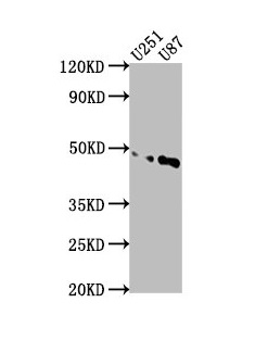 Western blot - Anti-OTUD3 Antibody (AB316951), expandable thumbnail