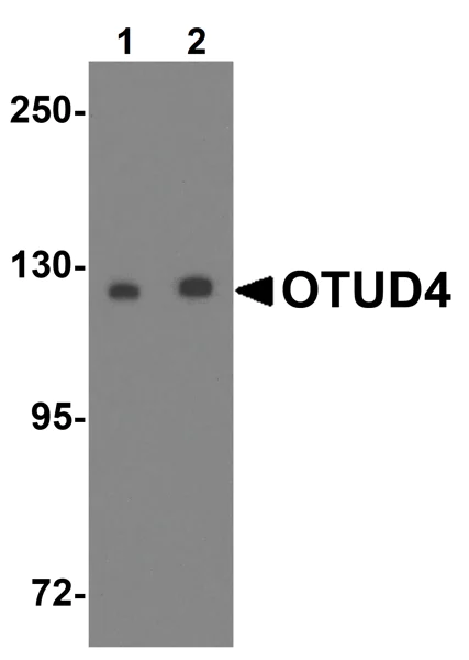 Western blot - Anti-OTUD4/HIN-1 antibody (AB106368)