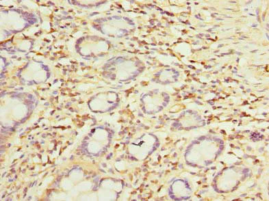 Immunohistochemistry (Formalin/PFA-fixed paraffin-embedded sections) - Anti-OTUD6B antibody (AB235326)