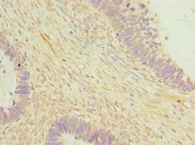Immunohistochemistry (Formalin/PFA-fixed paraffin-embedded sections) - Anti-OTUD6B antibody (AB235326)