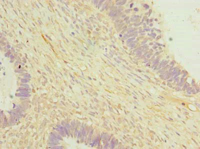 Immunohistochemistry (Formalin/PFA-fixed paraffin-embedded sections) - Anti-OTUD6B antibody (AB235326)