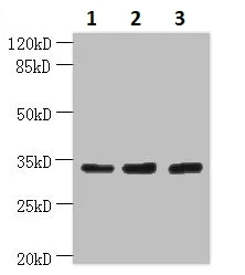 Western blot - Anti-OTUD6B antibody (AB235326)