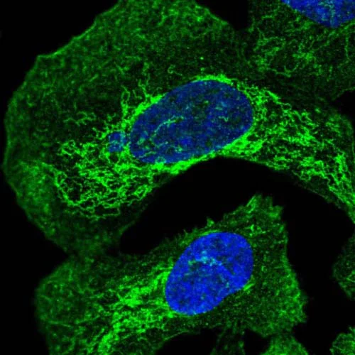 Immunocytochemistry/ Immunofluorescence - Anti-OTULIN antibody (AB151117)
