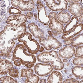 Immunohistochemistry (Formalin/PFA-fixed paraffin-embedded sections) - Anti-OTULIN antibody (AB151117)