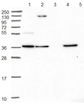 Western blot - Anti-OTULIN antibody (AB151117)