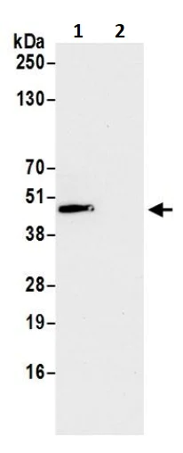 Immunoprecipitation - Anti-OTULIN antibody (AB245652)