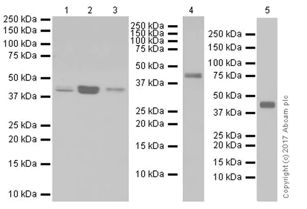 Western blot - Anti-OTULIN antibody [EPR19841] (AB211328)
