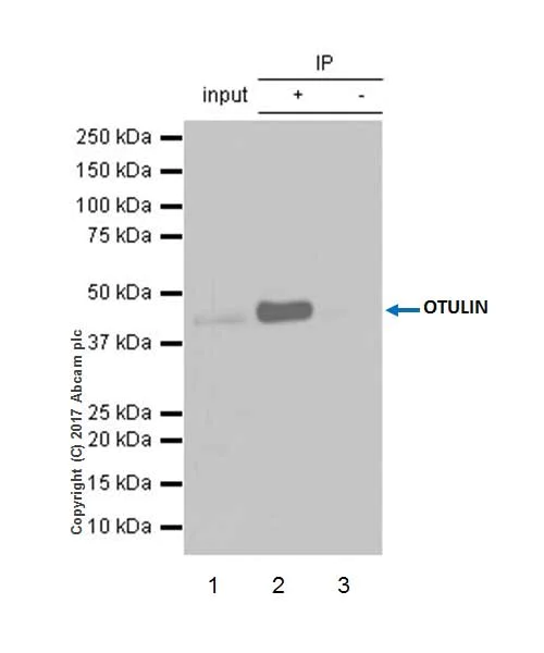 Immunoprecipitation - Anti-OTULIN antibody [EPR19841] - BSA and Azide free (AB271992)