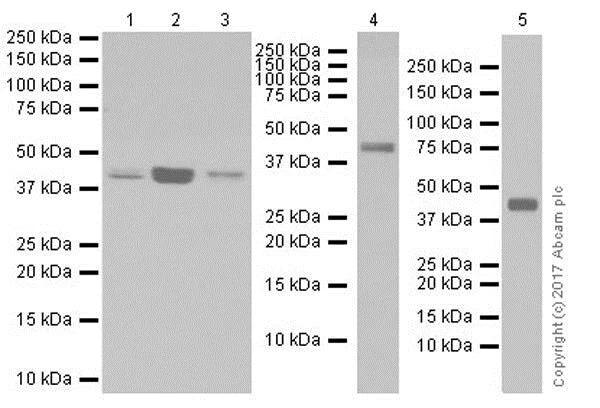 Western blot - Anti-OTULIN antibody [EPR19841] - BSA and Azide free (AB271992)