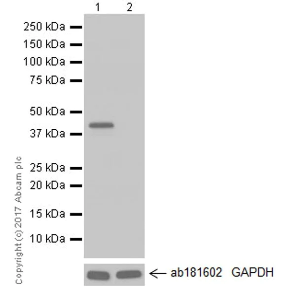 Western blot - Anti-OTULIN antibody [EPR19841] - BSA and Azide free (AB271992)