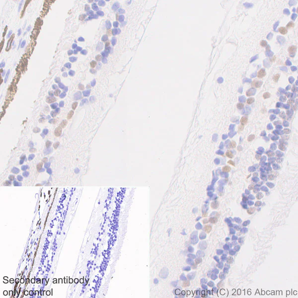 Immunohistochemistry (Formalin/PFA-fixed paraffin-embedded sections) - Anti-Otx1 antibody [EPR3347] (AB92515)