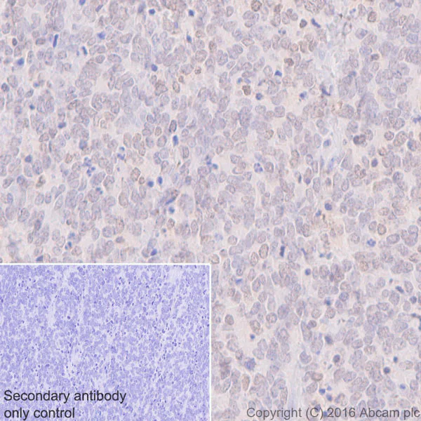Immunohistochemistry (Formalin/PFA-fixed paraffin-embedded sections) - Anti-Otx1 antibody [EPR3347] (AB92515)