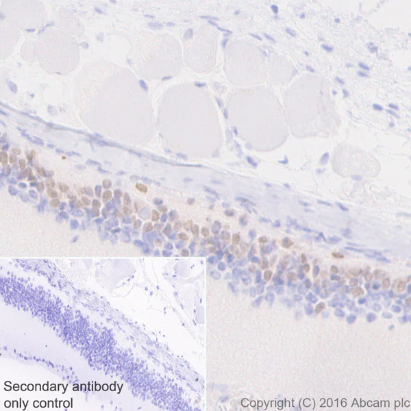 Immunohistochemistry (Formalin/PFA-fixed paraffin-embedded sections) - Anti-Otx1 antibody [EPR3347] (AB92515)