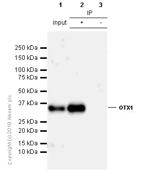 Immunoprecipitation - Anti-Otx1 antibody [EPR3347] (AB92515)