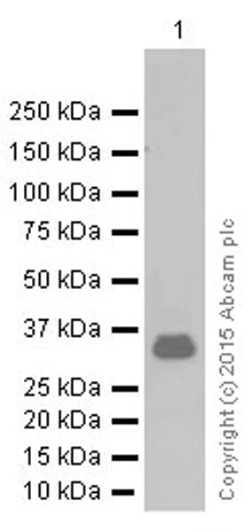 Western blot - Anti-Otx1 antibody [EPR3347] (AB92515)