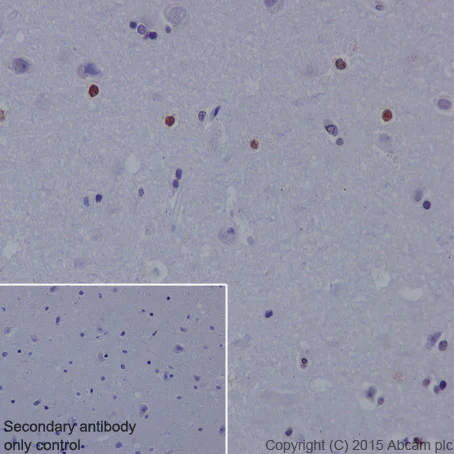 Immunohistochemistry (Formalin/PFA-fixed paraffin-embedded sections) - Anti-Otx1 antibody [EPR3347] - BSA and Azide free (AB247578)