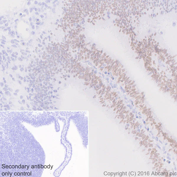 Immunohistochemistry (Formalin/PFA-fixed paraffin-embedded sections) - Anti-Otx1 antibody [EPR3347] - BSA and Azide free (AB247578)