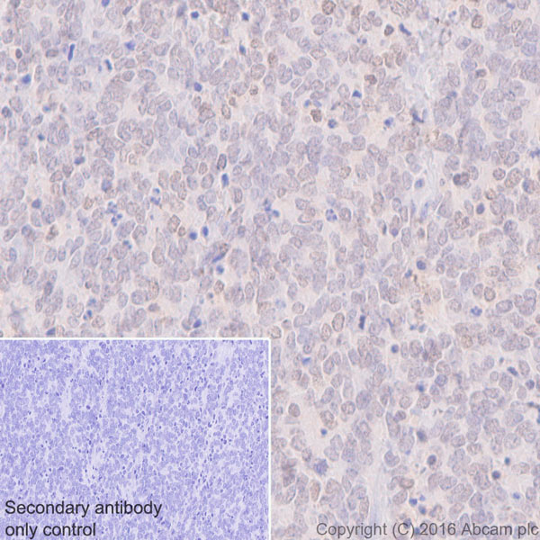 Immunohistochemistry (Formalin/PFA-fixed paraffin-embedded sections) - Anti-Otx1 antibody [EPR3347] - BSA and Azide free (AB247578)