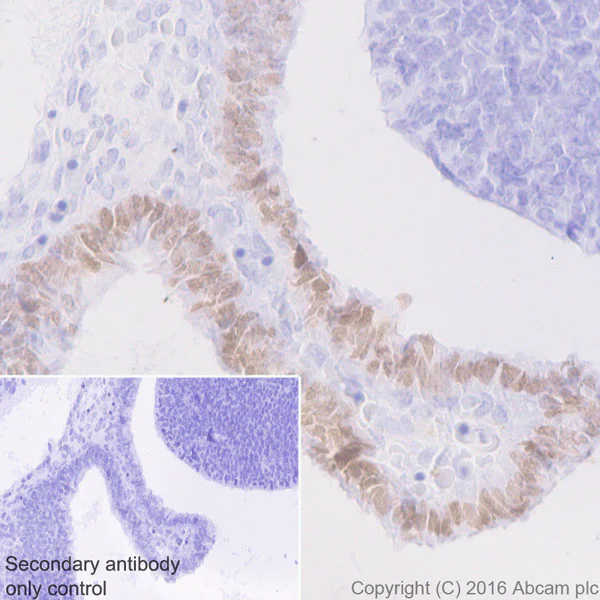 Immunohistochemistry (Formalin/PFA-fixed paraffin-embedded sections) - Anti-Otx1 antibody [EPR3347] - BSA and Azide free (AB247578)