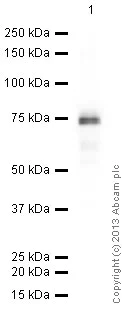 Western blot - Anti-Otx1 antibody [EPR3347] - BSA and Azide free (AB247578)