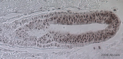 Immunohistochemistry (Formalin/PFA-fixed paraffin-embedded sections) - Anti-Otx1 + Otx2 antibody (AB21990), expandable thumbnail