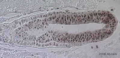 Immunohistochemistry (Formalin/PFA-fixed paraffin-embedded sections) - Anti-Otx1 + Otx2 antibody (AB21990)