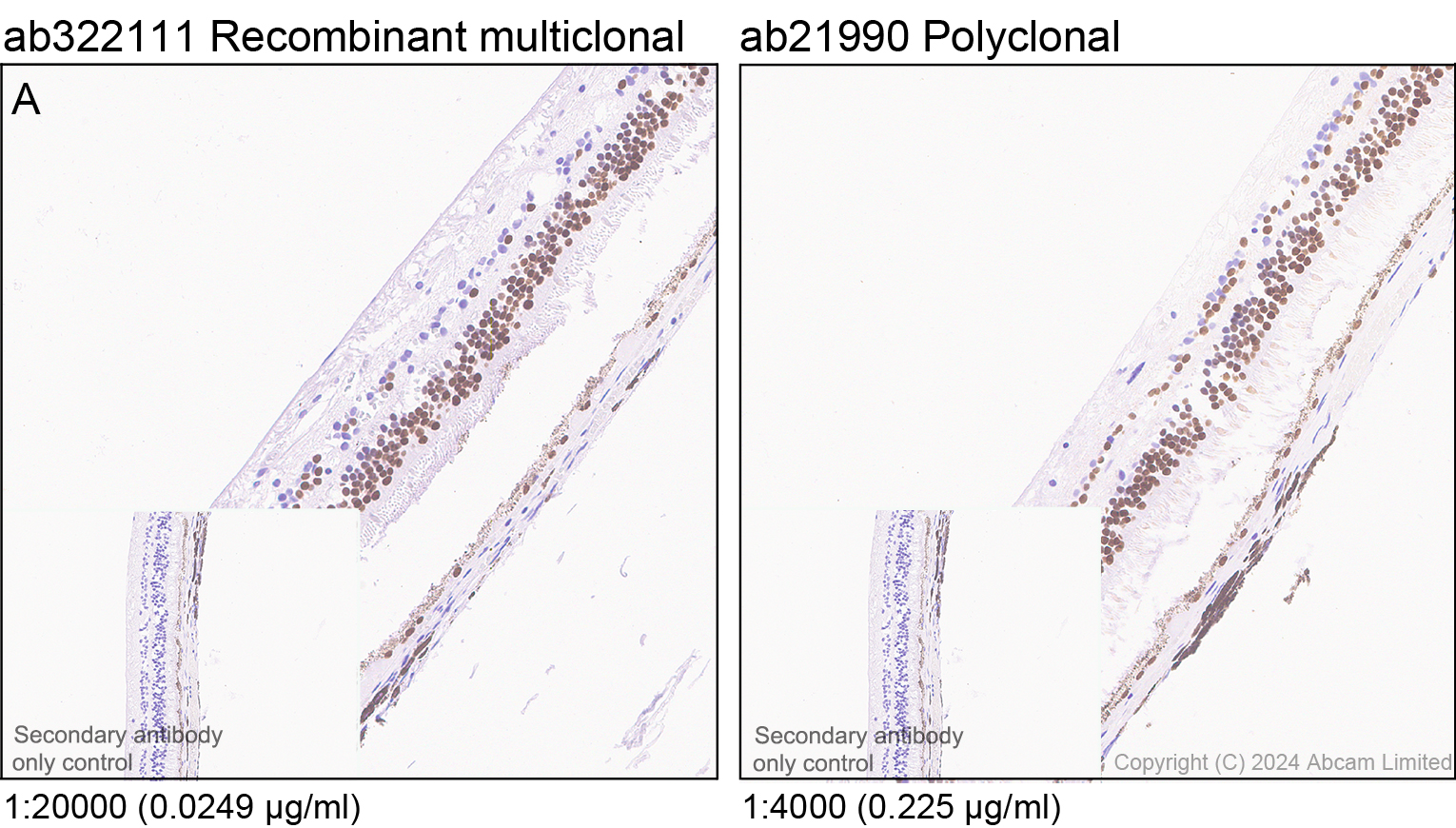 Immunohistochemistry (Formalin/PFA-fixed paraffin-embedded sections) - Anti-Otx1 + Otx2 antibody (ab21990), expandable thumbnail