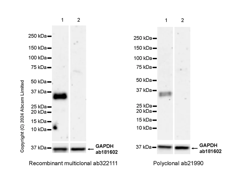 Western blot - Anti-Otx1 + Otx2 antibody (AB21990)