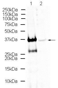 Western blot - Anti-Otx1 + Otx2 antibody (AB21990), expandable thumbnail