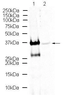 Western blot - Anti-Otx1 + Otx2 antibody (AB21990)