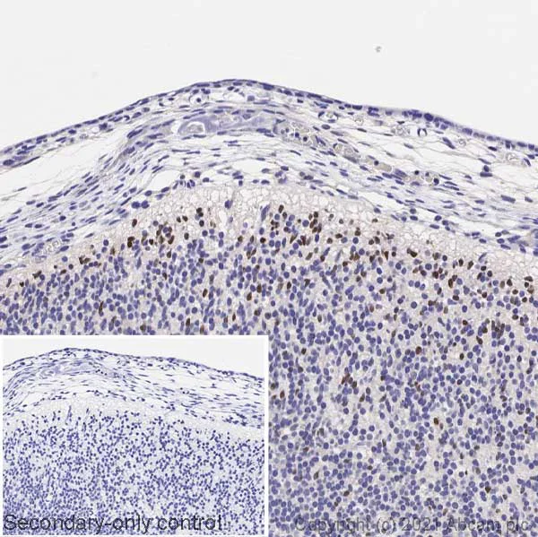 Immunohistochemistry (Formalin/PFA-fixed paraffin-embedded sections) - Anti-Otx2 antibody (AB114138)